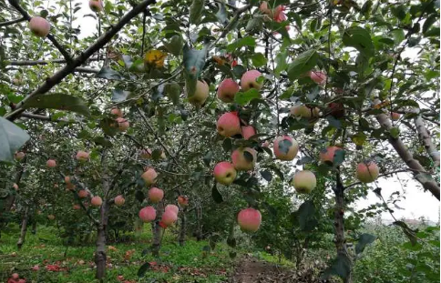 回村这几年的农民可不是白当的